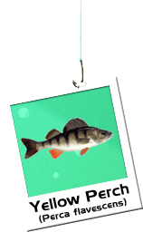 Perch Photo